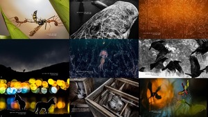 Nature Photographer of the Year 2019 - Naturfotograf