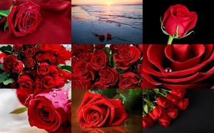 Roses Are Red My Love - Rosen sind rot, meine Liebe