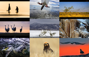 bird photographer of the year awards