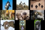 comedy-wildlife-photo-awards-2016.ppsx auf www.funpot.net