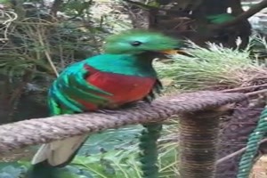 Der schoene Quetzal
