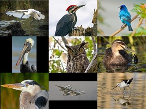 klicke hier, um die Datei herunterzuladen Vögel