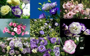 Eustoma - Japanrose