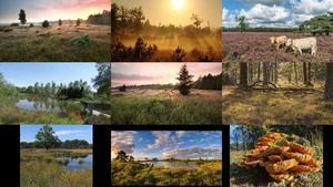 Nationalpark Dwingelderveld in den Niederlanden