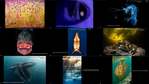 2017 underwater photographer of the year resultsand winners