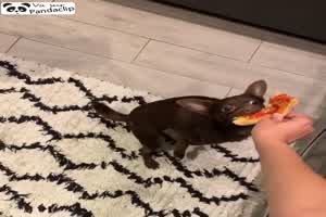 Hund gegen Pizza