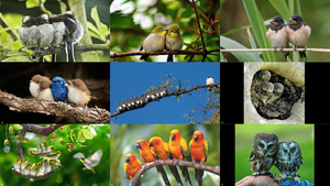 The Touching Birds Photos - Die sich berhrenden Vgel