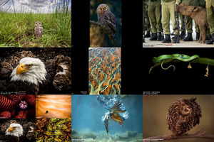 big picture natural world photography competition 2015