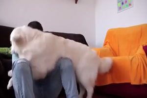 Hund tröstet seinen Menschen