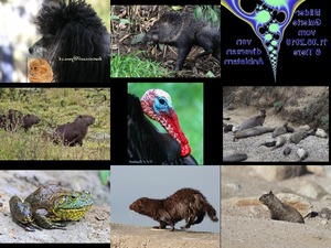 klicke hier, um die Datei herunterzuladen Bilder-Galerie vom 11082019 6 Tiere
