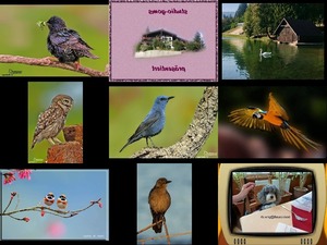 klicke hier, um die Datei herunterzuladen Bilder-Galerie vom 31012019 4 Voegel