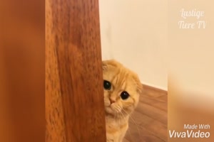 süsse Katzen