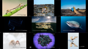 klicke hier, um die Datei herunterzuladen Favorite Wildlife Pictures from the 2018 Nat Geo Travel Phot