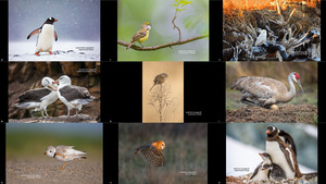klicke hier, um die Datei herunterzuladen The 2018 Audubon Photography Awards - Winners Top 100 2-2