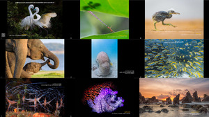 klicke hier, um die Datei herunterzuladen The Winners of the 2018 Nature s Best Photography Asia Compe