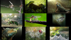 klicke hier, um die Datei herunterzuladen harmony wild life by fahmibh