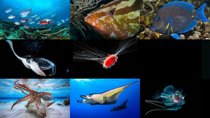 klicke hier, um die Datei herunterzuladen underwater 03