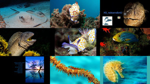klicke hier, um die Datei herunterzuladen Underwater 04