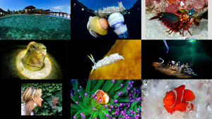 klicke hier, um die Datei herunterzuladen underwater by photographer adriano morettin