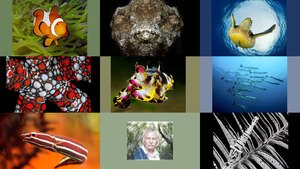 klicke hier, um die Datei herunterzuladen underwater by photographer henry jager