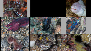 klicke hier, um die Datei herunterzuladen underwater with photos by amrabdul-majeed