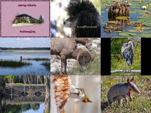 klicke hier, um die Datei herunterzuladen Bilder-Galerie vom 27012020 4 Tiere