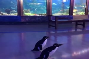 Kleiner Pinguin-Ausflug