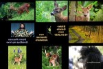 Roccos-Frühlingskitz-.pps auf www.funpot.net