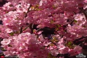 Kirschbluetenfest in Japan