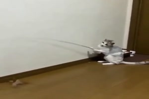 Diese Katze bedient ihr Spielzeug selber