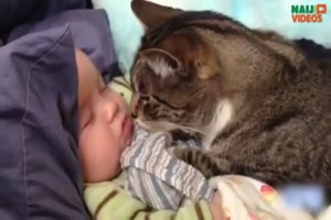 Katzen und Babys zeigen ihre gegenseitige Zuneigung