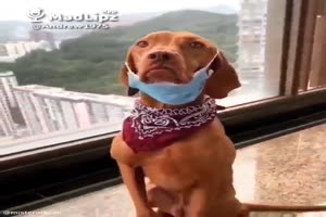 Hund zieht sich Mundschutz an