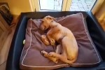 Aufstehen,-komm-aufstehen.mp4 auf www.funpot.net