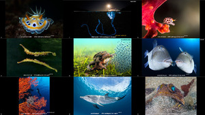 the winners of the 2016 ocean art underwaterphotocompetition