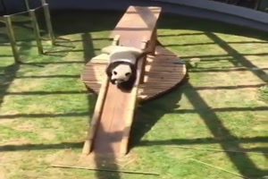 Lustiger Panda