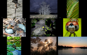 8th annual focus on nature photocontest winners