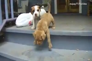 Hunde, die nicht Treppen steigen knnen oder wollen