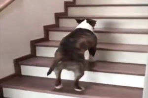 Lustiger Treppen-Gang