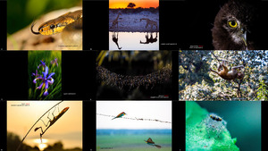 klicke hier, um die Datei herunterzuladen finalists of un world wildlife day 2017