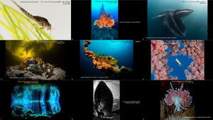 2017 underwater photographer of the year results and winners