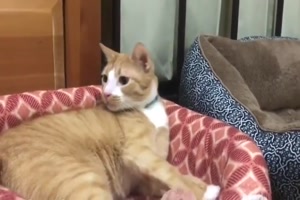 Lustiges Katzen-Niesen