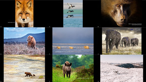klicke hier, um die Datei herunterzuladen The World s Best Photos of Wild 2020 by Agora
