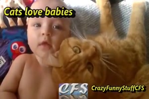 Katzen lieben Baby's