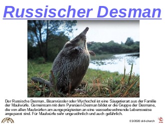 ungewhnliche Tiere - russischer Desman