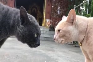 Schau mir in die Augen andere Katze