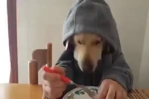 Hund isst mit Menschenhänden
