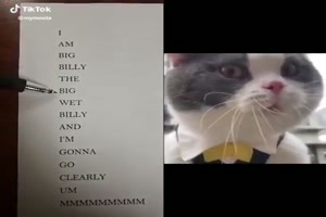 Katzen-Sprache