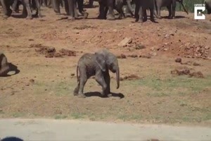 Baby-Elephant.mp4 auf www.funpot.net