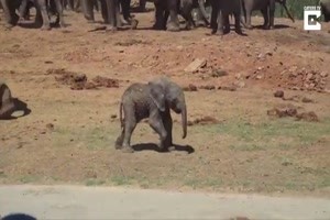 Baby-Elephant