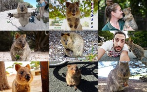 Quokkas